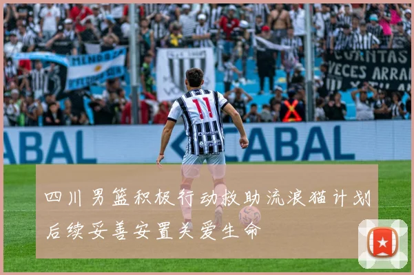 四川男篮积极行动救助流浪猫计划后续妥善安置关爱生命